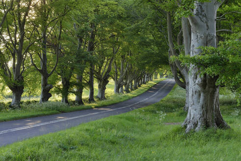 UK, England, Wimborne, Treelined asphalt road in summer - RUEF04285