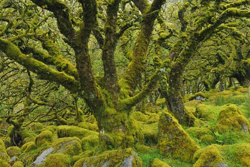 UK, England, Moosbewachsene Bäume in Wistmans Wood - RUEF04286