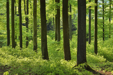 Germany, Rhineland-Palatinate, Green springtime forest in Westerwald range - RUEF04287