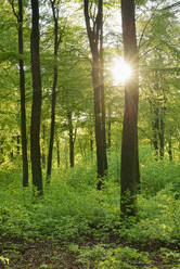 Germany, Rhineland-Palatinate, Green springtime forest in Westerwald range - RUEF04288