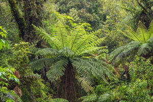 Neuseeland, Südinsel, Üppiger grüner gemäßigter Regenwald im Mt Cook National Park - RUEF04289
