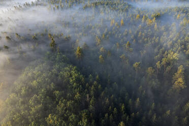 Deutschland, Bayern, Luftaufnahme eines in dichten Morgennebel gehüllten Waldes - RUEF04304