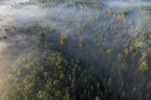 Germany, Bavaria, Aerial view of forest shrouded in thick morning fog - RUEF04304