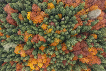 Deutschland, Baden-Württemberg, Luftaufnahme eines Herbstwaldes im Schurwald - RUEF04308