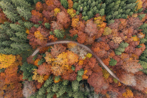 Deutschland, Baden-Württemberg, Luftaufnahme eines unbefestigten Weges, der sich durch einen herbstlichen Wald im Schurwald schlängelt - RUEF04309