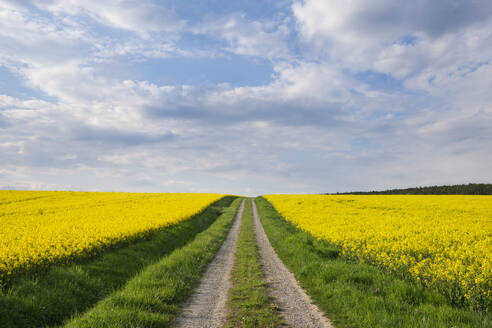 Deutschland, Bayern, Schotterstraße zwischen Rapsfeldern im Frühling - RUEF04315