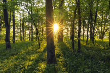 Deutschland, Bayern, Grüner Wald bei Sonnenaufgang - RUEF04317