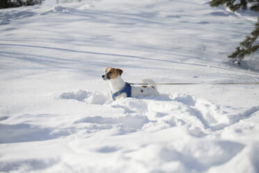 Jack Russell Terrier Hund im Winterpark - LESF00532