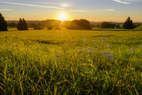 Germany, Bavaria, Meadow along High Rhon Road at sunrise - LBF03888