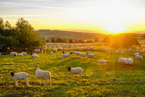 Germany, Bavaria, Flock of sheep grazing in pasture along High Rhon Road at sunrise - LBF03889