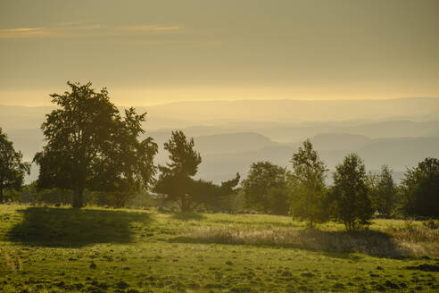 Germany, Bavaria, Trees along High Rhon Road at foggy dawn - LBF03891