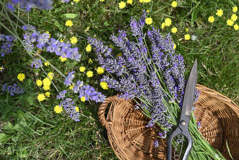 Scissors and freshly cut lavender in wicker basket - GISF01038