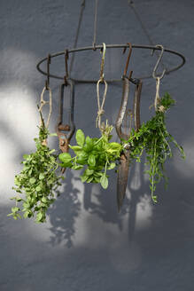 Green herbs hanging on metal hooks - GISF01039