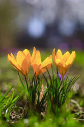 Yellow crocuses blooming in February - JTF02393