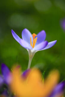 Single purple crocus blooming in February - JTF02394