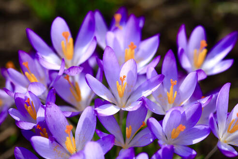 Purple crocuses blooming in February - JTF02395
