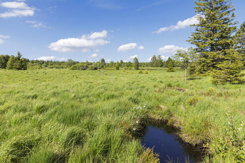 Landschaftliche Ansicht einer Wiese mit wachsendem Gras an einem sonnigen Tag - GWF08005