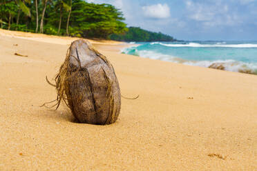 A lone coconut lies on the golden sands of Praia Emilia, with lush greenery and ocean waves in the background, depicting a tranquil tropical scene in Sao tome and principe - ADSF52969