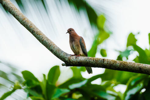 A dove perches serenely on a branch against a lush green foliage backdrop in Jungle in Sao Tome and Principe - ADSF52972