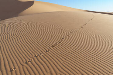 Animal tracks meander across a rippled desert landscape, creating a pattern in the sand dunes under a clear sky - ADSF52979