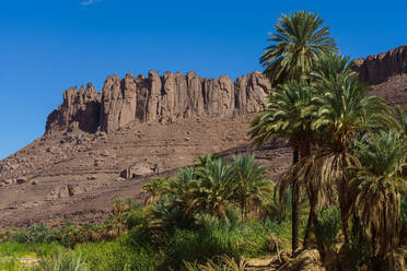 Oasis of Guelta Iherir with lush palm trees against rocky desert cliffs under a clear blue sky - ADSF52982