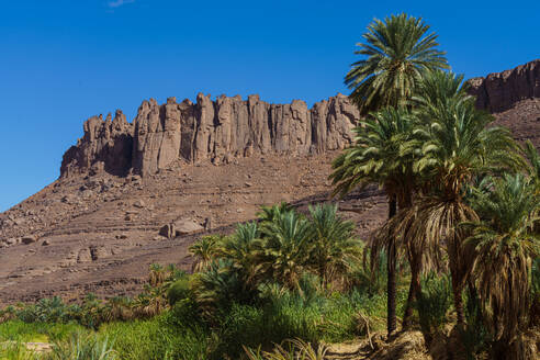 Oasis of Guelta Iherir with lush palm trees against rocky desert cliffs under a clear blue sky - ADSF52982