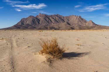A solitary, withered shrub stands in the arid of Mount Tazat desert with a majestic mountain range in the distance under a clear blue sky - ADSF52988