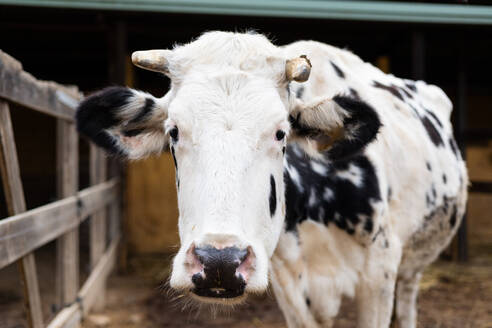 Close up portrait of a dairy Friesian cow on a rural farm outdoors - ADSF53021