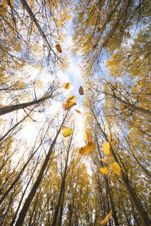 Das Bild unten fängt die Essenz des Herbstes ein, mit goldenen Blättern in der Luft und einer Kulisse aus hohen Bäumen, durch die ein klarer Himmel lugt. - ADSF53034