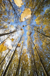 Das Bild unten fängt die Essenz des Herbstes ein, mit goldenen Blättern in der Luft und einer Kulisse aus hohen Bäumen, durch die ein klarer Himmel lugt. - ADSF53035