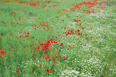 A vibrant field of red poppies and white daisies blooming amongst green grass, showcasing the natural beauty of a wildflower meadow - ADSF53036