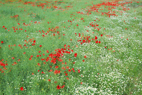 Ein leuchtendes Feld mit rotem Mohn und weißen Gänseblümchen, die zwischen grünem Gras blühen und die natürliche Schönheit einer Wildblumenwiese zeigen - ADSF53036