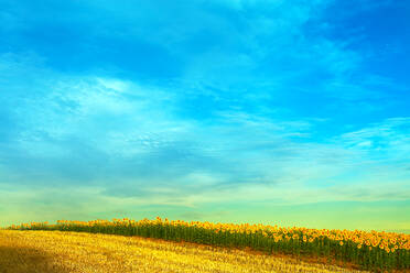 Eine lebendige Landschaft mit einem klaren blauen Himmel über einem Sonnenblumenfeld, das sich im goldenen Licht sonnt - ADSF53039