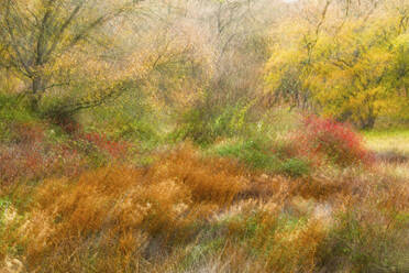 An impressionistic autumn scene with a blur of rich reds and warm yellows among trees and shrubs - ADSF53042