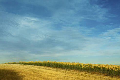 Ein ruhiges Sonnenblumenfeld grenzt an eine Weizenernte mit einem Eichenwald im Hintergrund unter einem sanftblauen Himmel in der Morgendämmerung, der die vielfältige Landwirtschaft illustriert. - ADSF53044