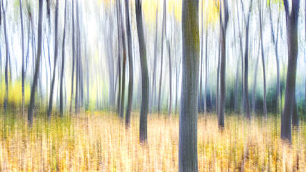 Unscharfes Foto von hohen Pappeln in einem Herbstwald erzeugt eine verträumte, malerische Landschaft mit goldenen Farbtönen - ADSF53051