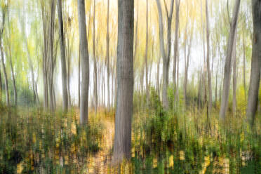 Unscharfes Foto von hohen Pappeln in einem Herbstwald erzeugt eine verträumte, malerische Landschaft mit goldenen Farbtönen - ADSF53052