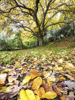 Vibrant yellow leaves carpet the ground under the thin trunks of poplar trees and a sturdier walnut tree in an autumn scene. - ADSF53054