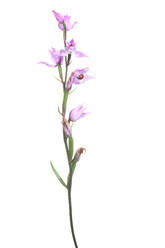 Delicate Cephalanthera rubra orchid with a small ladybug perched on its petals, isolated on a pure white background for easy composition. - ADSF53064