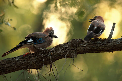 Zwei farbenprächtige Vögel, ein Eichelhäher (Garrulus glandarius) und ein Buchfink (Fringilla coelebs), sitzen auf der zerklüfteten Oberfläche eines Baumastes, der von einem sanften, goldenen Abendlicht beleuchtet wird - ADSF53066