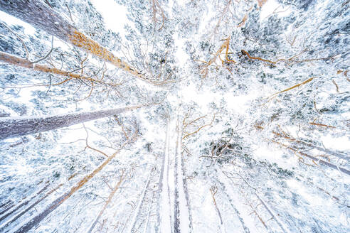 Majestätische Winterszene mit hoch aufragenden, schneebedeckten Bäumen im spanischen Nationalpark Guadarrama, aufgenommen mit Blick in den Himmel. - ADSF53069