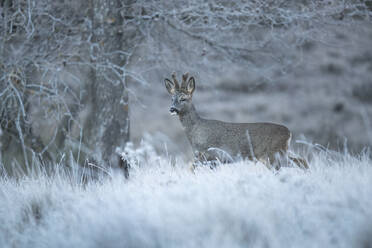 Ein ruhiges Reh ist in der Stille eines frostbedeckten Feldes mit kahlen Bäumen im Hintergrund eingefangen und zeigt die Schönheit der Natur im Winter. - ADSF53071