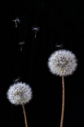 Two dandelions with seeds dispersing against a dark background - ADSF53076