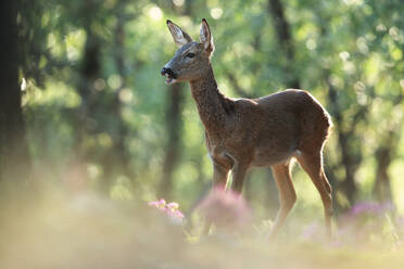 Ein ruhiges weibliches Reh steht inmitten eines Waldes, der in warmes Sonnenlicht getaucht ist, und zeigt die Schönheit der Tierwelt. - ADSF53080