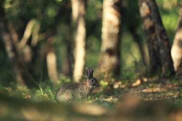 Ein vorsichtiges Wildkaninchen, getarnt im Grün des Waldes, eingefangen in einer ruhigen natürlichen Umgebung. - ADSF53082