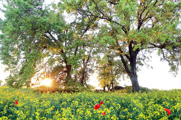 Goldenes Sonnenlicht fällt durch einen Eichenwald auf eine Wiese mit gelben Blumen und leuchtend roten Mohnblumen - ADSF53083
