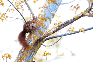 Ein leuchtend rotes Eichhörnchen klammert sich an einen mit Flechten bedeckten Ast, der von Herbstblättern umgeben ist. - ADSF53085