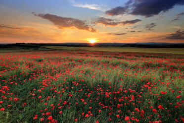 Ein ruhiger Sonnenuntergang über den leuchtend roten Mohnfeldern in der Region La Mancha in Kastilien-La Mancha, Spanien, der die natürliche Schönheit der Landschaft unterstreicht. - ADSF53086