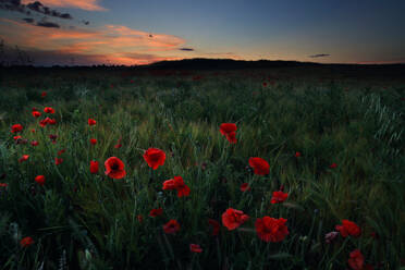 Red poppies, backlit field at sunrise, beautiful wild flowers, Peak  District National Park, Baslow, Derbyshire, England, United Kingdom, Europe  stock photo