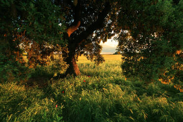 Ruhige Landschaft mit üppigen Feldern im goldenen Licht des Sonnenuntergangs, eingerahmt von einem alten Baum in der spanischen Region La Mancha. - ADSF53088